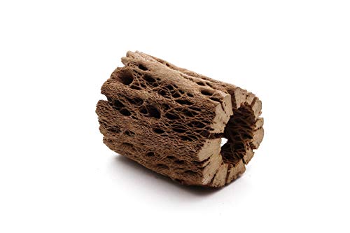 Image of 3 to 48 Inch All Natural Teddy Bear Cholla Wood Extra Hollow Large Untreated Organic Aquarium Driftwood Decoration Chew Toy Shrimp Crab Multi-Quantity (3 Pieces, 3 inch)