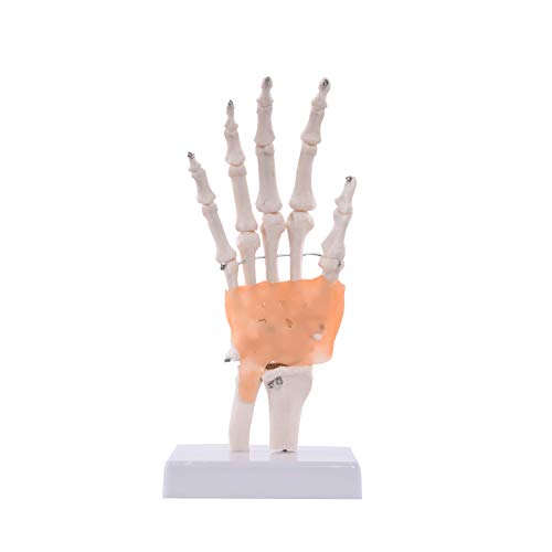 Anatomisches Modell Hand I lebensgroßes Handskelett mit Bändern und beweglichen Fingern I detaillierte Abbildung der menschlichen Hand I inklusive Stativ Cover