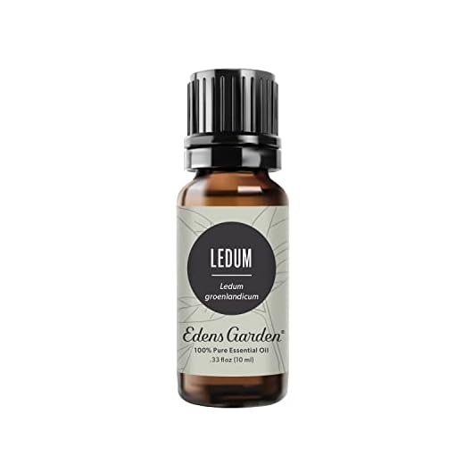 Edens Garden Ledum Essential Oil, 100% Pure Therapeutic Grade (Undiluted Natural/Homeopathic Aromatherapy Scented Essential Oil Singles) 10 ml