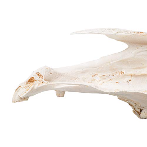 Image of 3B Scientific GmbH T300172 Half Horse Skull