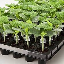 Siddhi Garden Plant Grafting Clip 20 Pcs / 4 to 6mm Grafting Clip Black/Plant Straightener Clip (B09VSNMPB6) Amazon Price History, Amazon Price Tracker