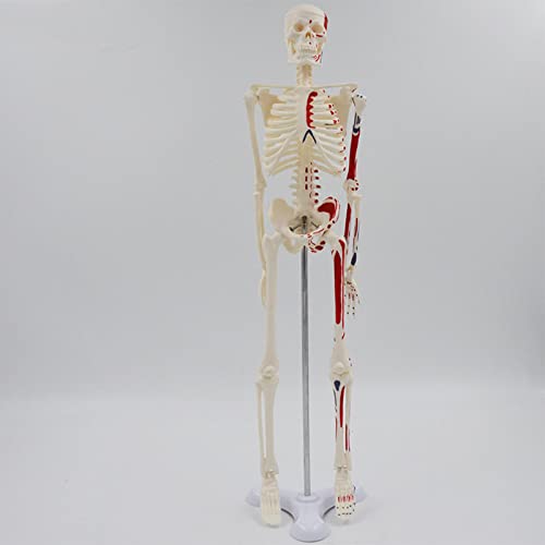 Modèle de squelette humain pour cours de médecine et initiation aux sciences - 3