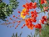 20 Caesalpinia pulcherrima Seeds, Pride of Barbados Seeds