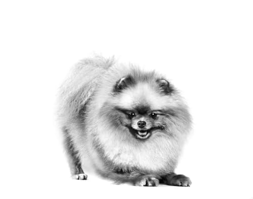 Royal Canin Pomeranian Adult | 1,5 kg | Alleinfuttermittel für Hunde | Trockenfutter für ausgewachsene und ältere Zwergspitze | Ab dem 8. Monat | Angepassten Mineralstoffgehalt