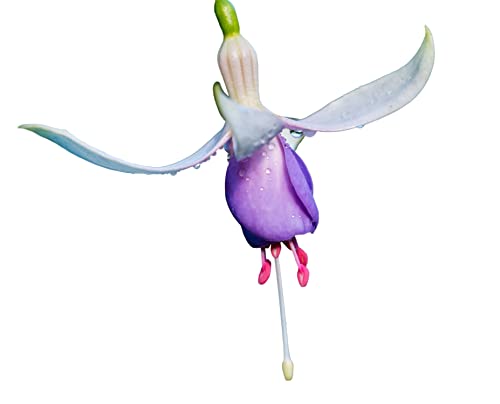 Fuchsia Plants, 'Delta Sarah', 2 x Full Plants in 1 Litre Pots, Fuchsias, Garden Ready and Ready to Plant, Premium Quality Garden Perennials