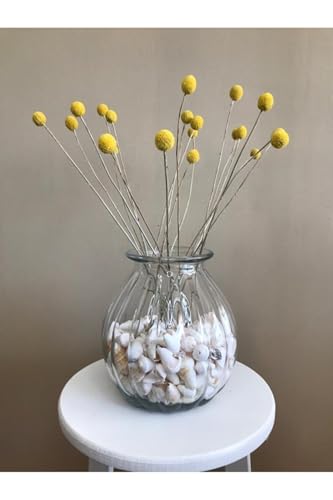 Flores Secas Craspedia, 15 Tallos, Amarillo miniatura 4
