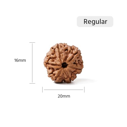 Image of Gemsmantra Energized 6 Mukhi Rudraksha Bead, Original Nepali Lab Certified, Natural Spiritual Accessory for Meditation and Spiritual Use for Men and Women (Regular Size)