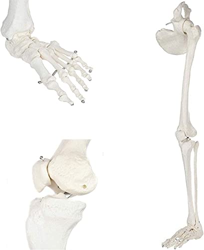 CHIPEL Anatomy Model, Assembly Lower Limb Skeleton Model Human Leg Skeleton Bundle, Anatomical Model with All Leg Bones, Removable Hip Joint and Fully Articulated Foot Life-Size for School