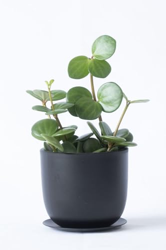 ϗtA { yy~AEz[v TCNvX`bN ACAv[g ~jϗtA CeA O[yIׂE|bgiTCNvX`bNfށjz