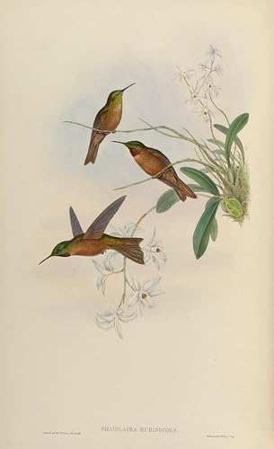 Posters et art pour décoration chambre oiseau vintage tableau John Gould Heliodoxa Rubinoides