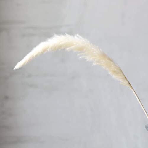 30 Tallos de Flores Secas Naturales Hierba Pampas Pequeña miniatura 3