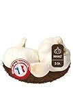 Winterknoblauch Messidor 3 Zwiebeln zum Stecken, direkt vom Erzeuger aus Frankreich Pflanzknoblauch, Saatknoblauch, Größe 55/60