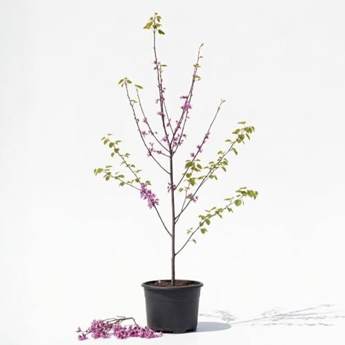 Eastern Redbud Tree Live Plant - 12-18 Inch Tall in Quart Pot, Redbud Live Trees, Beautiful Spring Pink Blossoms, Low-Maintenance Starter Tree for Outdoor Landscaping