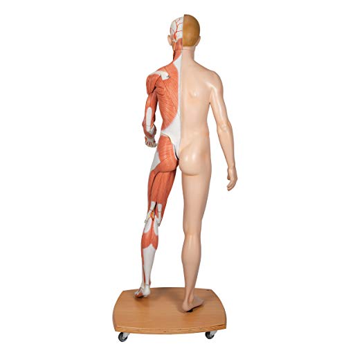 Image of 3B Scientific B53 3B Scientific Life-Size Dual sex Europ. musc. fig. 39-part - 3B Smart Anatomy