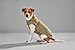 Wolters Skijacke Dogz Wear, Größe:34 cm, Farbe:khakigrün