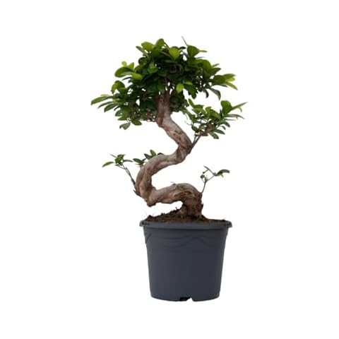 Plant in a Box - Ficus Ginseng S-Shape - Height 55-65cm - Japanese Bonsai Cover