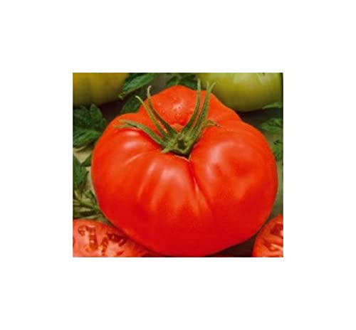 Pcs - 8x Tomate Beefmaster Vfn F1- Tomates Légumes Graines KS507 - Seeds & Plants Shop by Ipsa