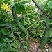 Cucumber Suyo Long (Cucumis Sativus) Practically Seedless, a Burpless Variety. Long and Curvacious This Cucumber Is a Family Favorite Approx. 30 Seeds