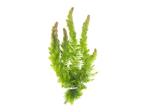 Aquatic Arts Hornwort 2 Extra Large Bunches