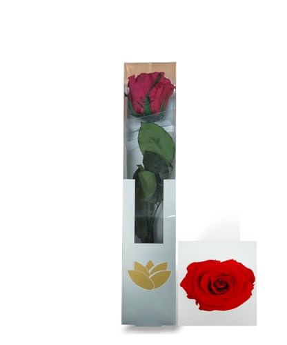 Genérico Rosa ETERNA ROJA. Regalo Dia de la Madre. La Bella y La Bestia. Rosa roja Encantada Dia de la Madre Regalos Originales para Mujer Regalo, Aniversario Bodas Cumpleaños