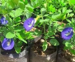 Rishika Aparajita Live Plant, Clitoria Ternatea, Plant (B0B36H1ZFR) Amazon Price History, Amazon Price Tracker