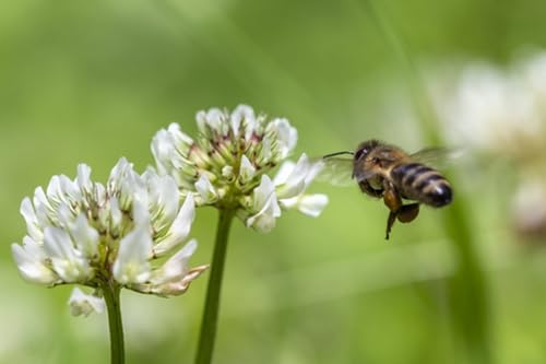 Trifolium repens (White Clover) Seeds - 20 Seeds. British Native Wildflower.
