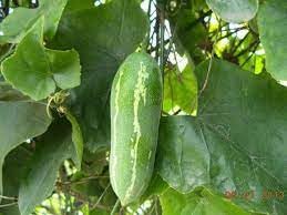 Ivy gourd plant seeds (6 stem) (B0C85FW1G3) Amazon Price History, Amazon Price Tracker