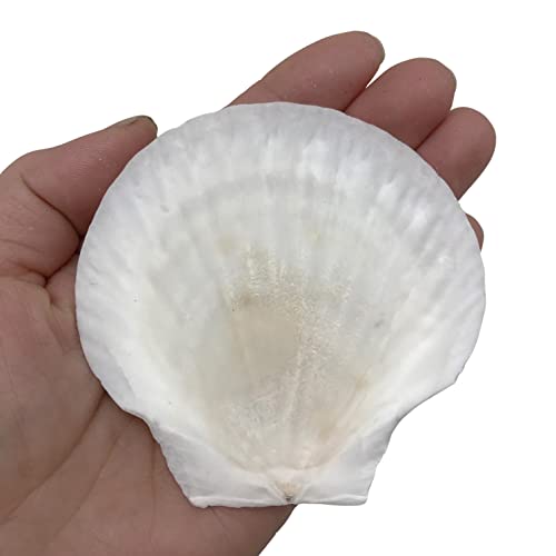 Pepperlonely 8 Pc Large Great Scallop Sea Shells, Irish Deeps Or Irish Baking Shells, 3 Inch ~ 4 Inch #TOP1