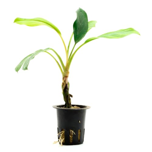 SubstrateSource Live Jungle Plant - Homalomena sp. 'Silver' - Easy