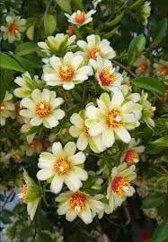 Agropack Lemon Vine Live Plant Available | Rare Vine Variety | Flowering Plant |-image-6