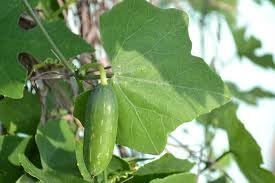 Ivy gourd plant live || live plant for ivy gourd pack of 6 (B0CKBV9JHT) Amazon Price History, Amazon Price Tracker