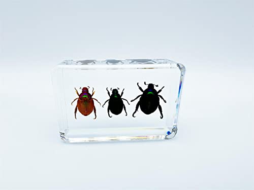 Image of Various Cute Resin Insects, Insect Specimens，Resin Preservation, Resin Amber for Children's Science Education, Collection (Three Little Beetles)