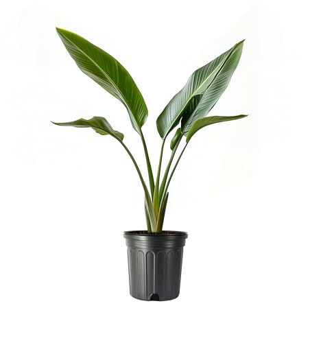 Bird of Paradise - Orange | Large Gallon Size Plant | Strelitzia Reginae | Tropical House Decor, Indoor Foliage, Exotic Houseplant, Easy Care, Dramatic Accent, Fast Growing, Flowering, Unique Leaves