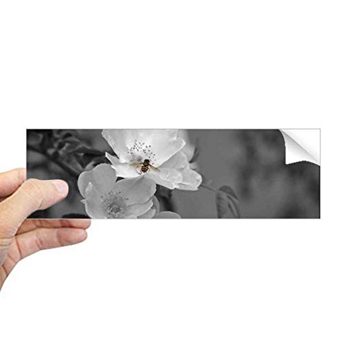 Sticker rectangulaire pour fenêtre fleurs noir et blanc film occultant vitrage design