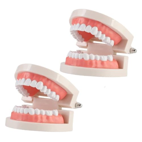 MAGICLULU 歯模型 実寸 大きめ 向け 教育用 歯磨き指導 フロス説明可能 口腔内模型 学習用 実物大デモンストレーションモデル