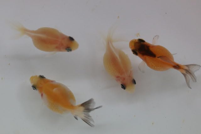 Amazon | （国産金魚） ピンポンパール 当才魚 1匹 全長約3～4cm前後