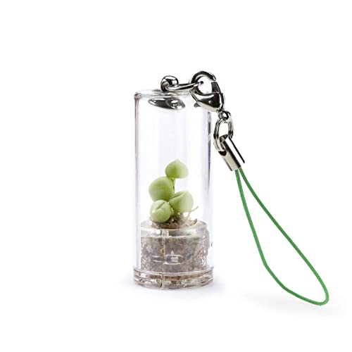 ✅ CONTENUTO DELLA CONFEZIONE. Minì Fun Eve pianta grassa con la sua capsula trasparente infrangibile in policarbonato, sticker per personalizzarla, la card con tutte le informazioni su Eve, il manuale con tutte le istruzioni per prendertene cura.