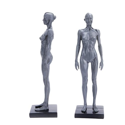 Corps humain modèle musculaire en résine haute précision, finition statuette de collection