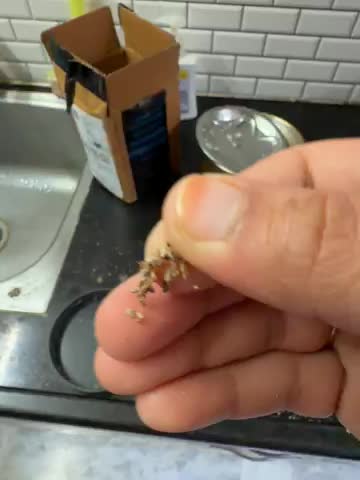 Watch Insects in the box on Amazon Live
