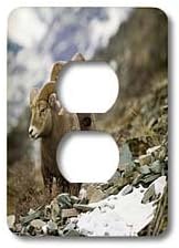 3dRose Lsp_91824_6 Bighorn Sheep Rams, Altyn Ridge, Glacier Np, Montana - Us27 Cha1696 - Chuck Haney 2 Plug Outlet Cover