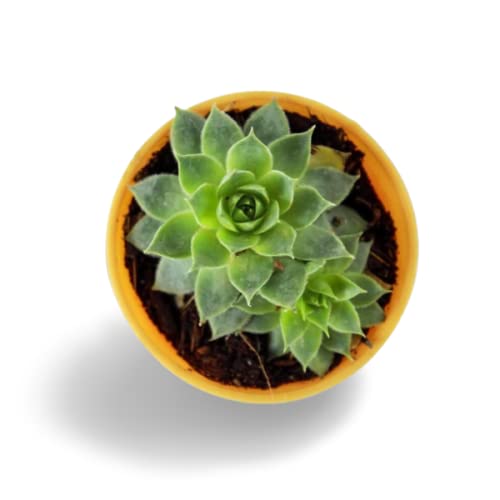 OhhSome Succulent Plant Lotus Live Sempervivum (Lakshmi Vishnu Kamal/Roof Houseleek/Thunder Plant) |Patio|Home|Ndoor|Bedroom|Table|Living Room|Of+A53+A12:A118+A12:A120+A12:A116+A1+A12:A117,Live Plant (B09K4HDMVG) Amazon Price History, Amazon Price Tracker