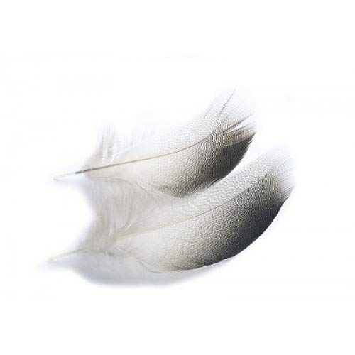 Mallard Duck, Bronze Mallard Shoulders, Three Sizes, Fly Tying Feathers (Small)