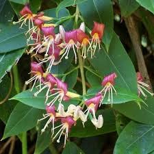 Lonicera henryi Honeysuckle Rich Green Evergreen Leaves and Small red/Yellow Flowers 1 Litre Pot