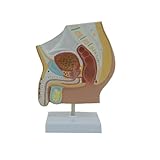 Huhpa 1pc modèle de Bassin Masculin Anatomie pelvienne testicule Humain modèle Anatomique équipement éducatif Cadeau médical ressources pédagogiques Scientifique