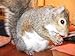 SQUIRREL NUT SQUARES All Natural (30)