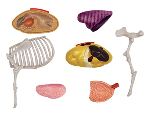 Soreci 20972 4D Cow Anatomy Model - Animal Skeleton Specimen thumb #5