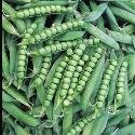 Just Seed Pea (H) - Alderman - 300 Seeds