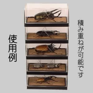 昆虫標本　クワガタムシ Amazon | フジコン 標本コレクターズケース Sサイズ 昆虫標本