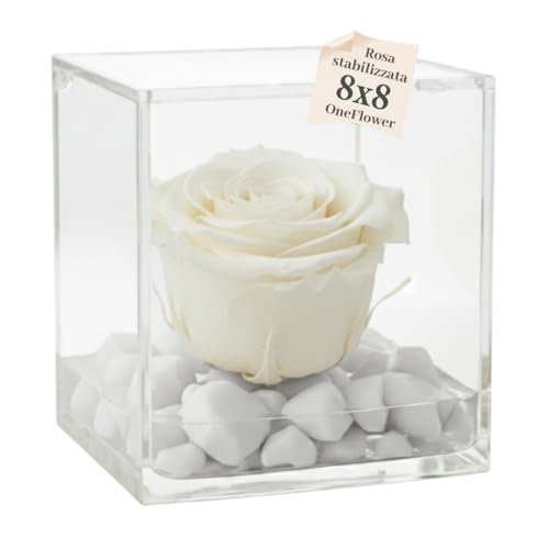 PremiumRose Rose Blanche Stabilisé Parfumé 8cm, Vraie Rose Eternelle, Idée Cadeau Maman, Copine, Amie, idée Cadeau Anniversaire, Remise de Diplôme (Blanc - A 1088)