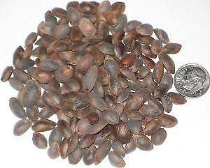 150 Seeds Eastern White Pine Tree Seeds Pinus Strobus Pine Tree Seeds For Planting #TOP1